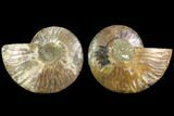 Sliced Ammonite Fossil - Agatized #116786-1